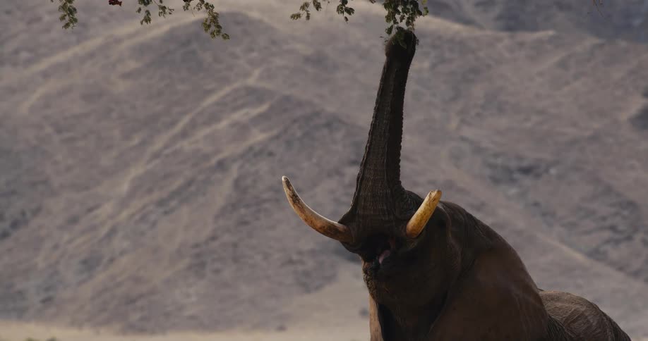 An elephant reaches high into a tree with its trunk to pull down leaves and branches after successfully grabbing a snack it lowers its head and continues on its way across the arid landscape
