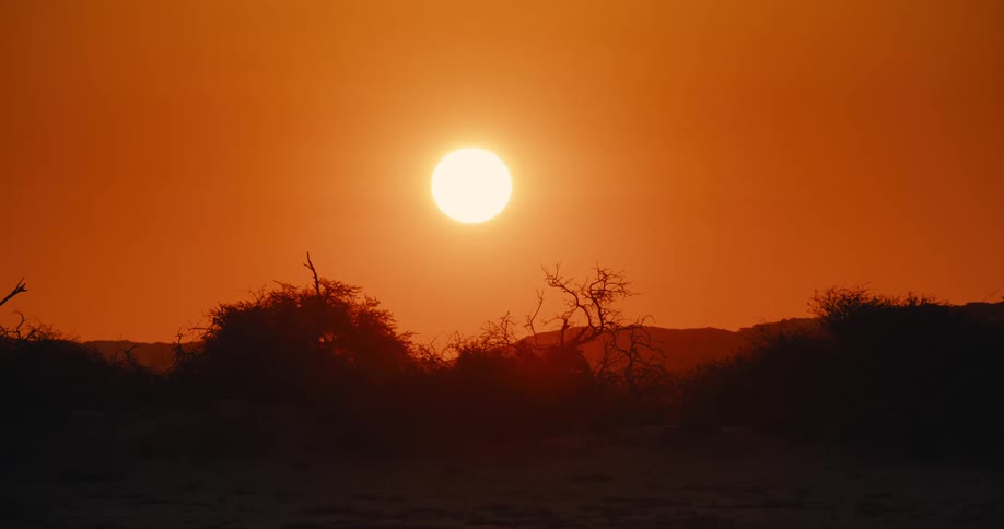 The birds flies past the rising sun