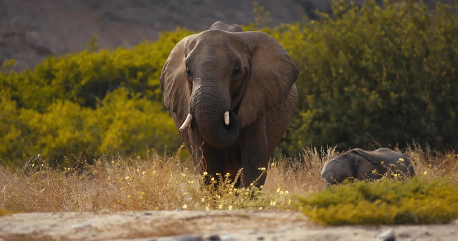 An adult elephant and its calf walk through dry grass in a savanna