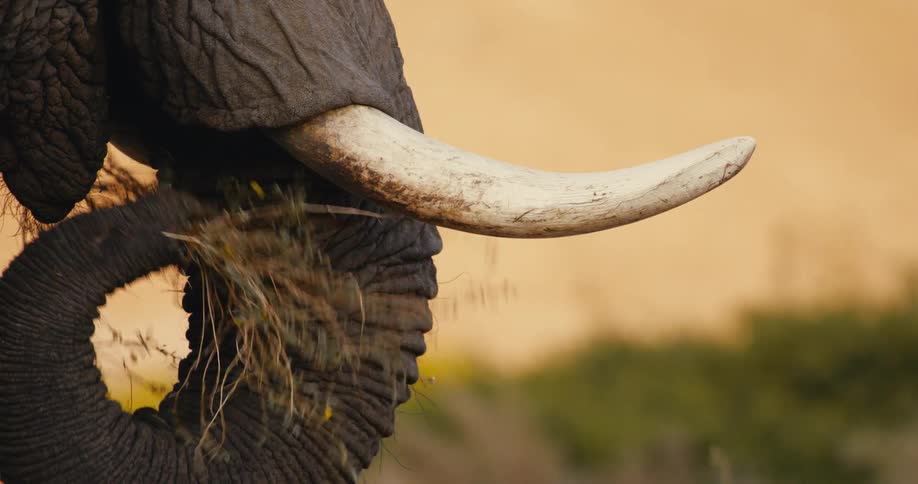 Elephant grazing outdoors during day time