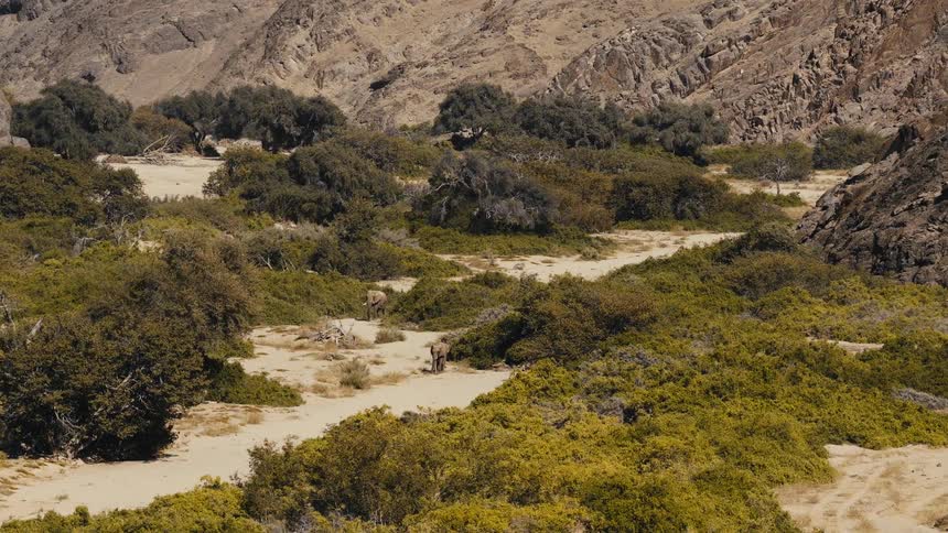 Trees and plants at the foot of a mountain as elephants walk across the savannah