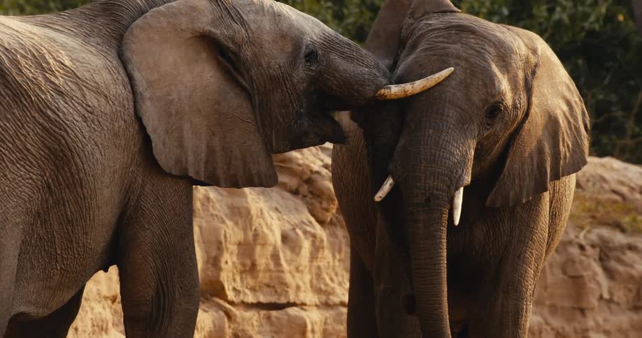 One elephant pushes its face and tusks against another elephant nearby