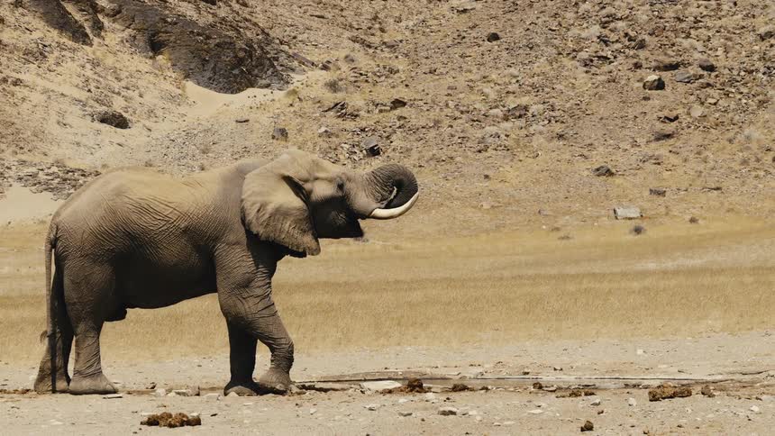 An elephant drinking water from a pond in the wilderness at midday