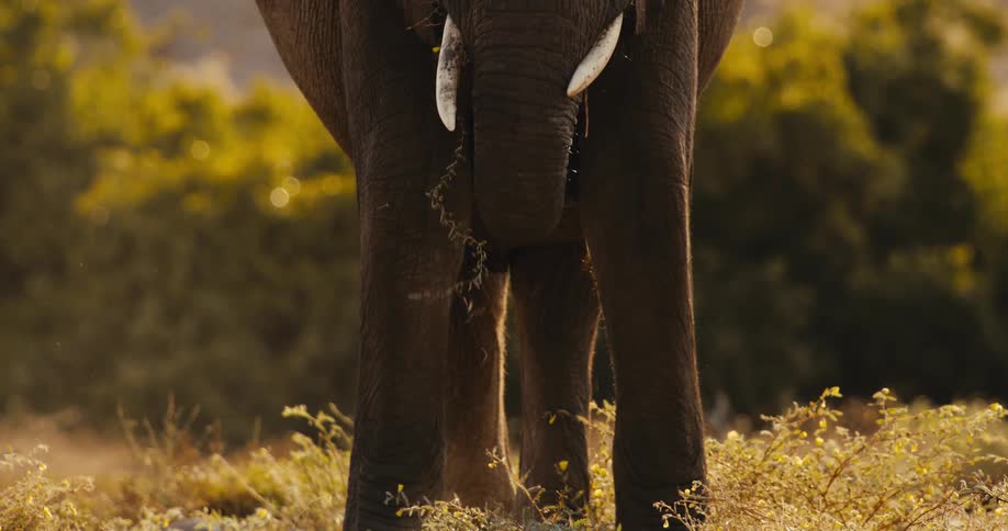 Anelephant is standing in dry grass with yellow wildflowers eating on dry grass