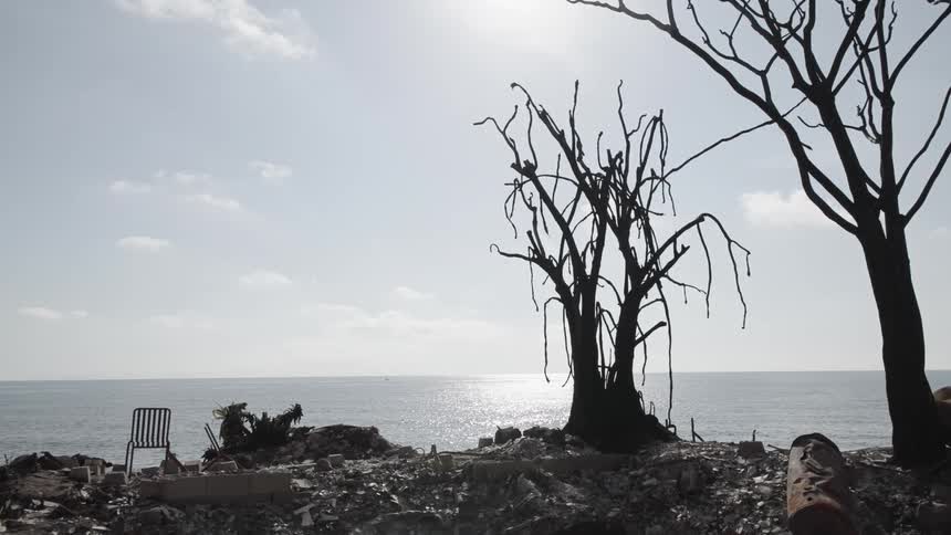 Bare tree on debrisstrewn ground by the sea under a clear sky