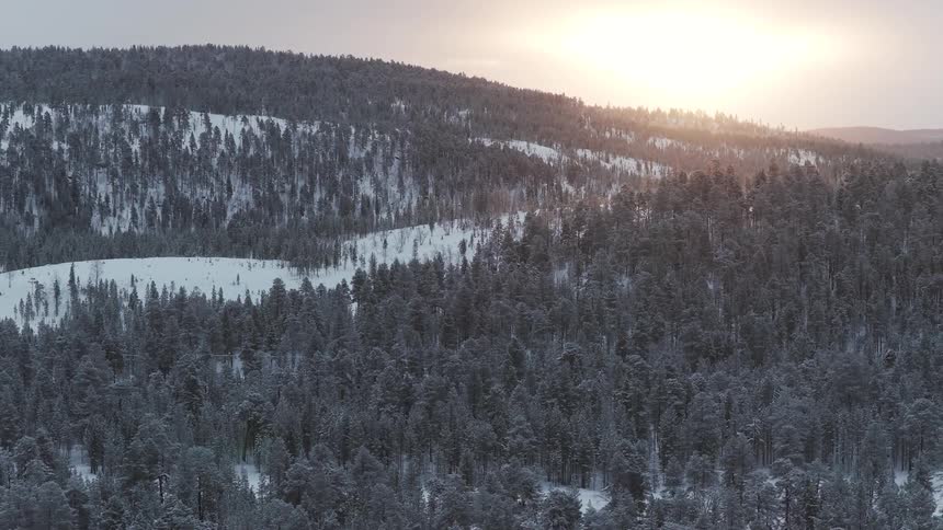 Snowcovered forest on hills during sunset