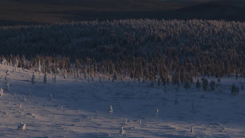 The hills are covered with trees and snow