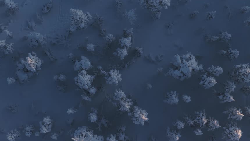 Aerial view looking down at snow covered trees in the woodland
