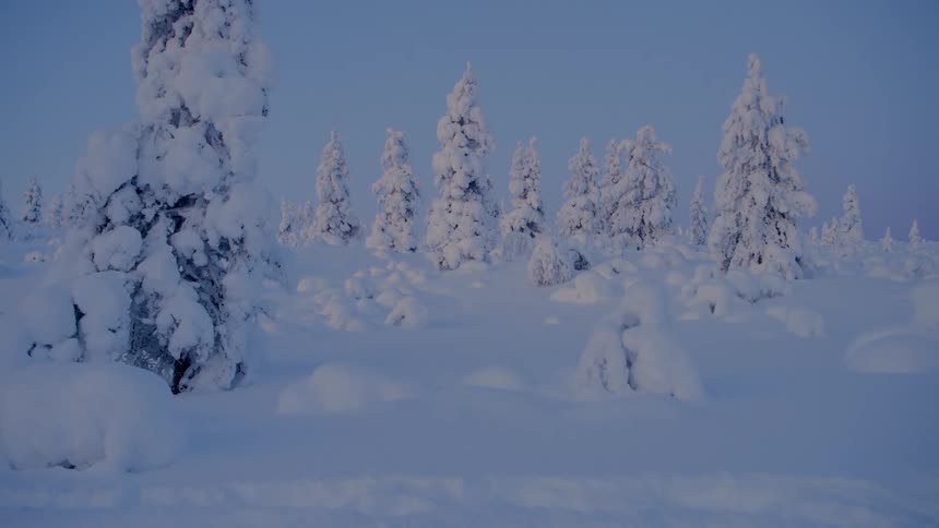 Several evergreen tree are covered in snow surrounded by snow covered ground and a bright blue sky