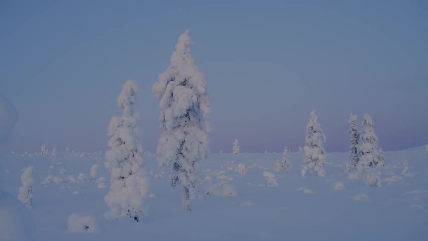 Heavy white snow completely blankets a cluster of evergreen trees transforming them into soft sculptural pillars against the frozen horizonthe camera remains still capturing a quiet and vast wintry wilderness that feels both isolated and peaceful du