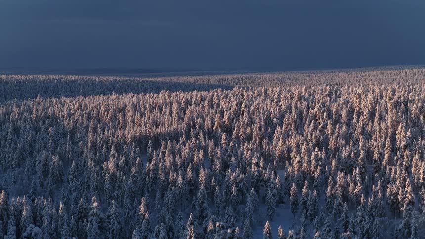 The large forest covers the landscape and is covered with snow