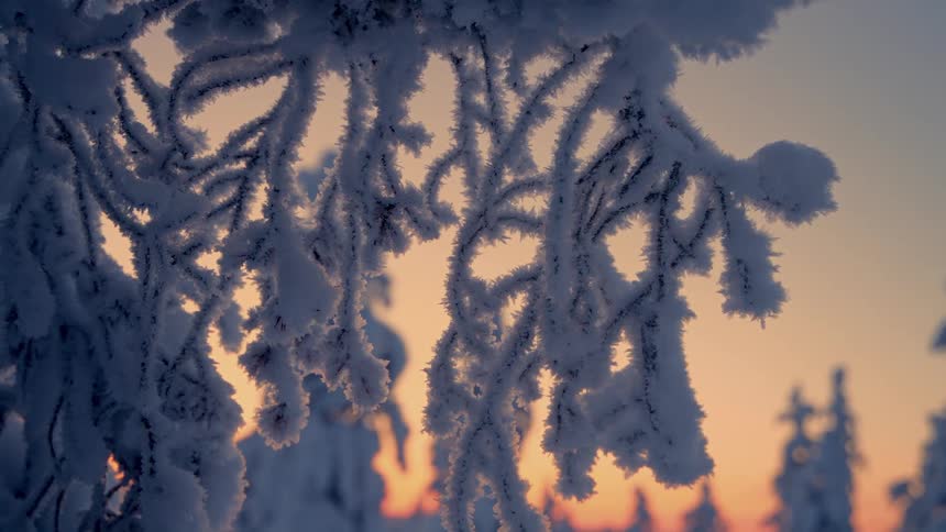 Snow covered tree branches in the forest