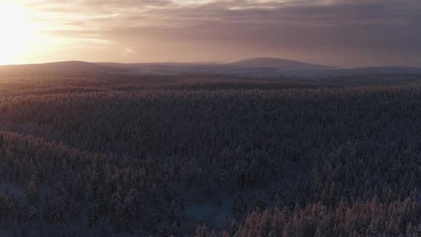 Aerial view of dense forest at sunset with hills in the background
