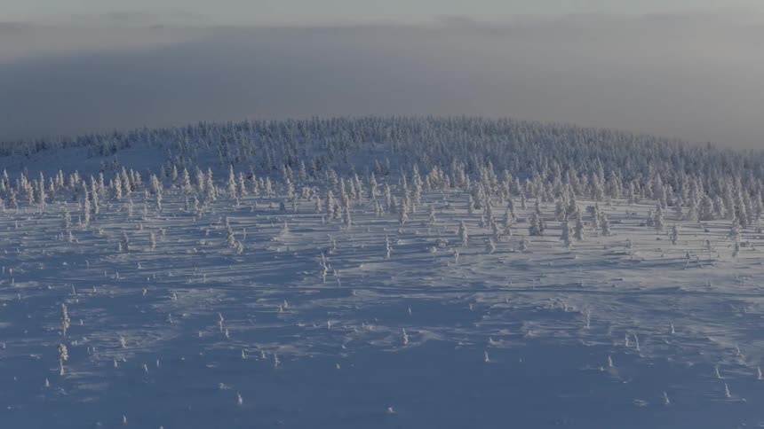 An aerial view of a forest covered in snow