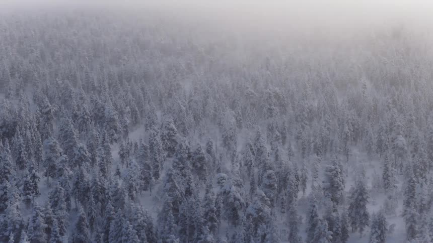 This aerial shot captures a dense snowcovered forest partially obscured by a thick layer of rolling mistthe camera glides slowly over the frozen treetops creating a quiet and ethereal winter atmosphere