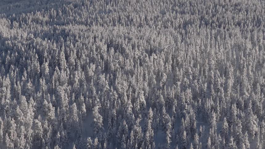 Aerial view of an extensive forest covered in snow
