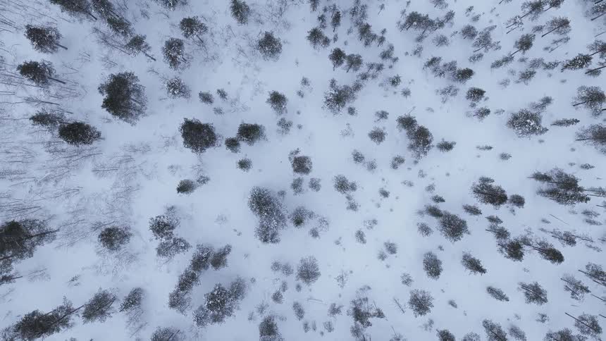 Conifers and leafless trees stand on snowy terrain in winter