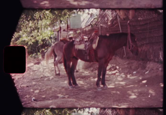 A brown and white horse with a saddle stands still in a shaded area near a simple wooden structure with a thatched roof