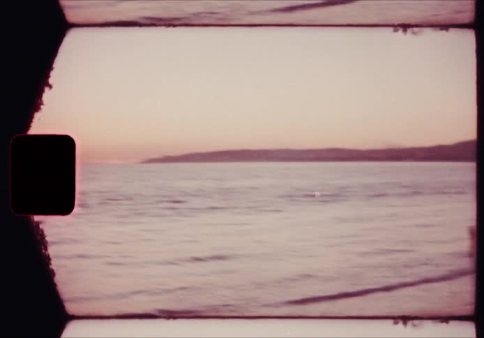 Banana tree grows near the beach near sunset in the summer