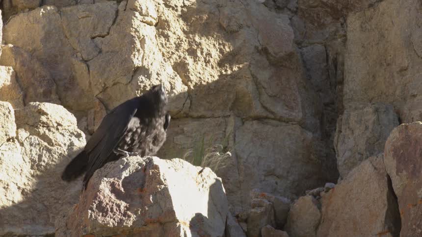 Crow sits on a mountain rock and flies away