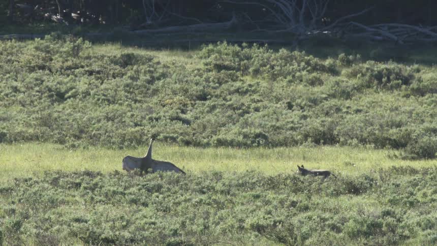 Goose watching a coyote and flying away when the coyote sees it