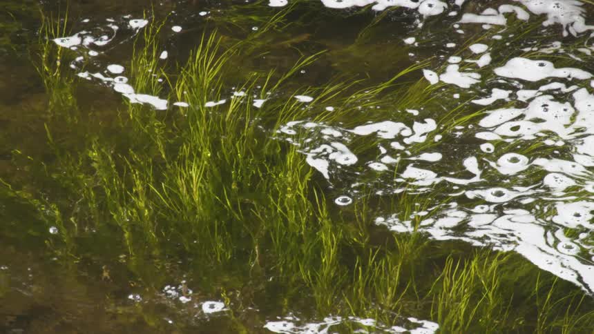 White foamy liquid swirls on the water surface among tall grass along the coast