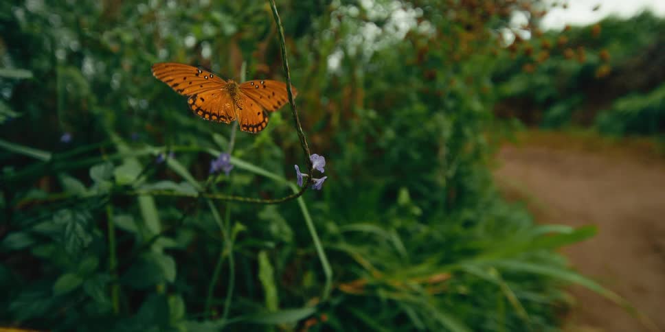 A butterfly on some flowers