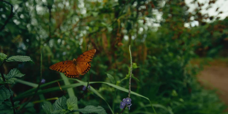 Monarch butterfly flapping its wings as it flies over plants