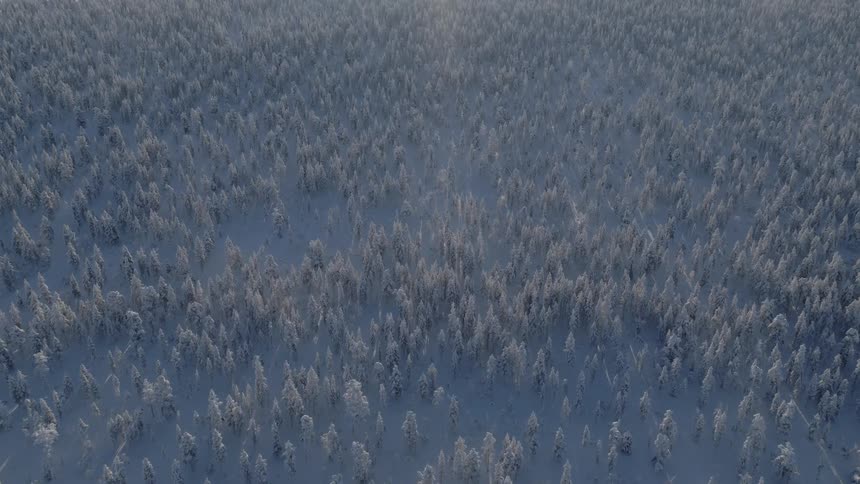 A high view shows a vast forest covered in white snow under a bright sun that creates a hazy glow in the distance and long shadows on the ground