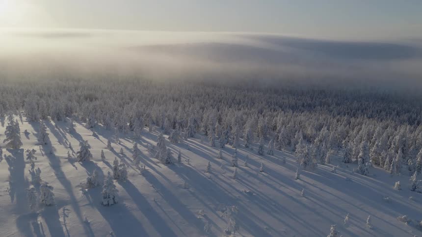An aerial view of a forest covered in snow