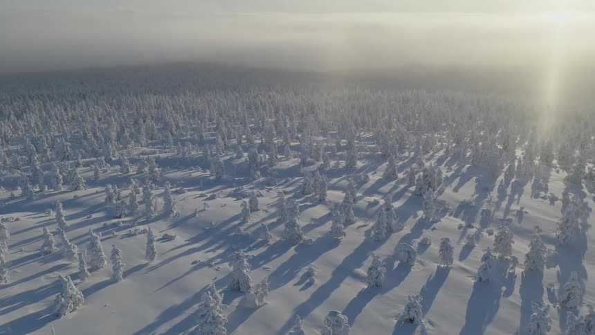 An aerial view of a forest covered in snow