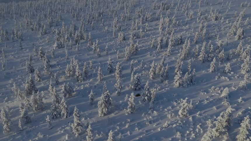 A high view shows a vast forest of pine trees heavily covered in white snow under a pale blue sky with a light mist lingering over the landscape