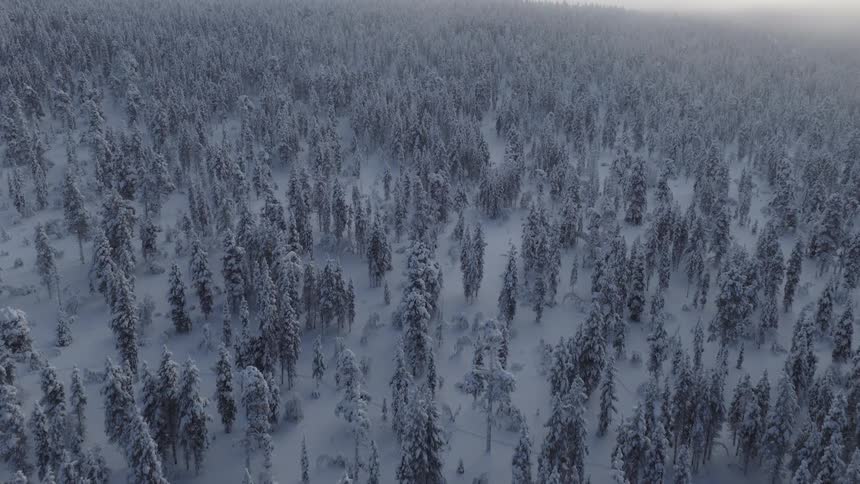 Aerial view of a snow covered forest across the landscape