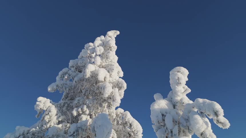 Snowcovered tree under a clear blue sky
