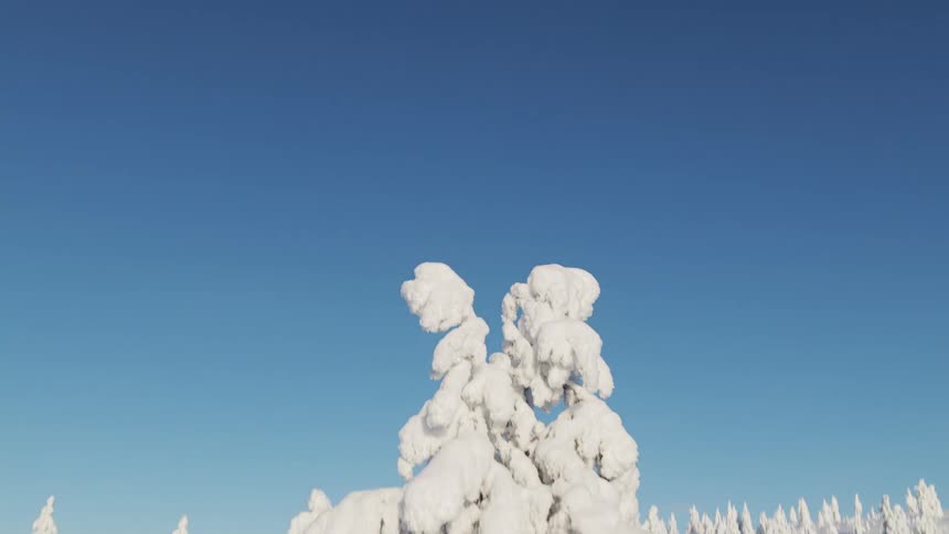 A closeup lowangle shot of a single pine tree heavily laden with thick white snow against a clear blue skythe camera then pans upward and pulls back to reveal a vast sunlit forest of snowcovered trees stretching across a winter landscape