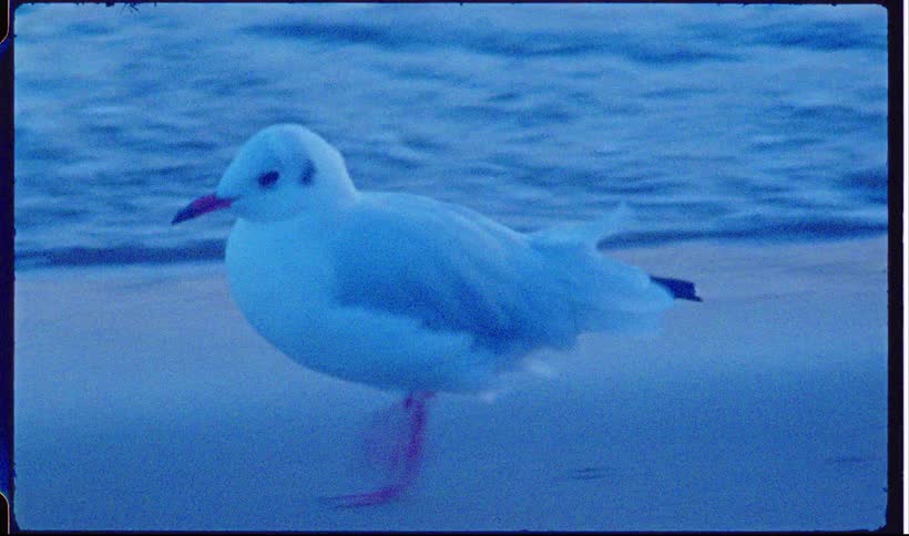 Bird walking across the beach as waves roll into shore