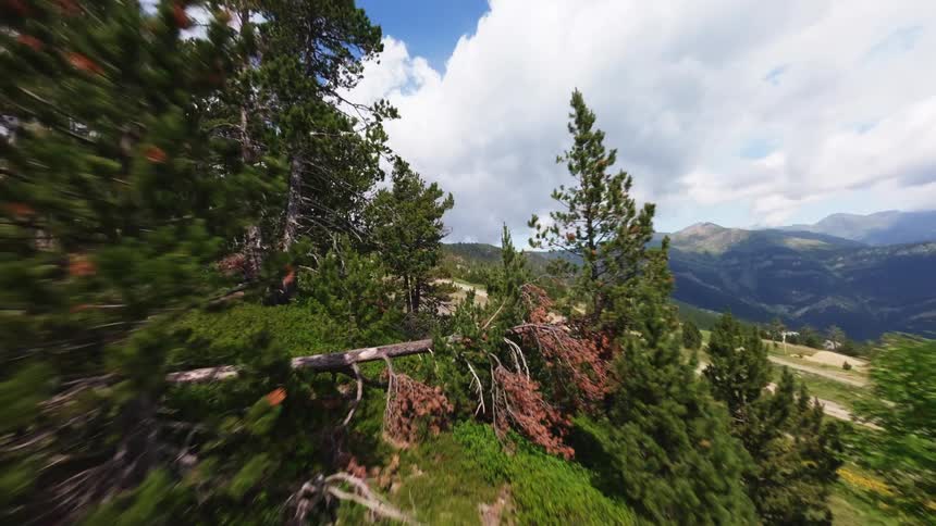 A lush mountain slope filled with green pine trees and low shrubs under a bright blue sky while distant peaks and a winding dirt path are visible in the background of this vast wilderness landscape