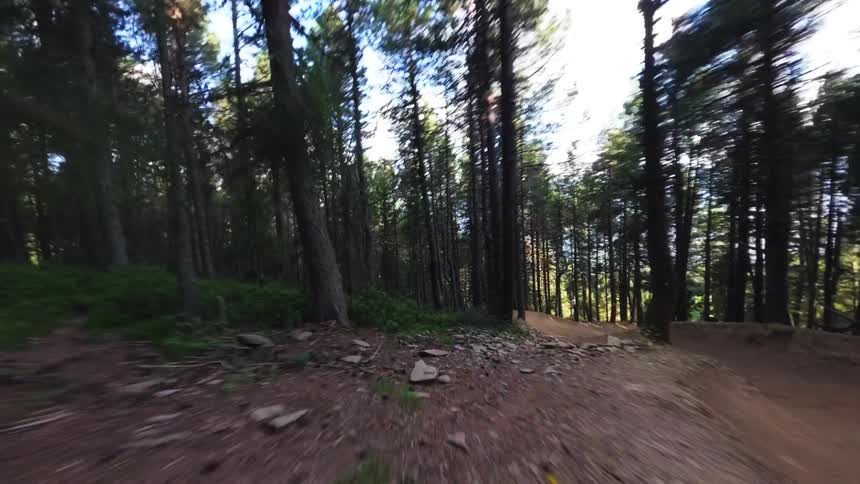 Curved dirt trail passing through a dense forest with tall trees