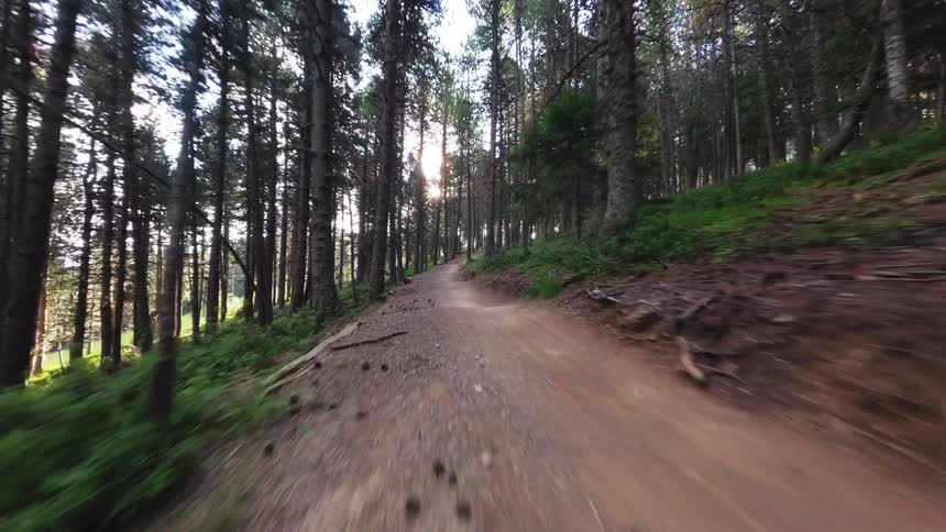 A path runs through a thick forest of trees and bushes