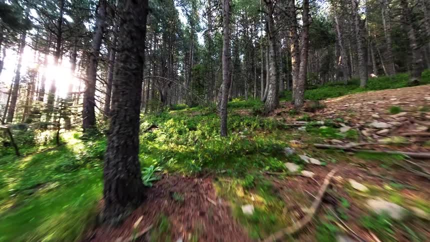 Dirt trail with rocks crossing a forest with tall trees and sunlight between the trunks