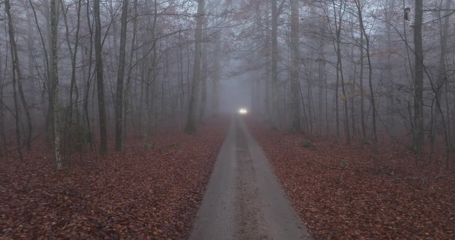 Car driving through a forest with leafless trees and dense fog