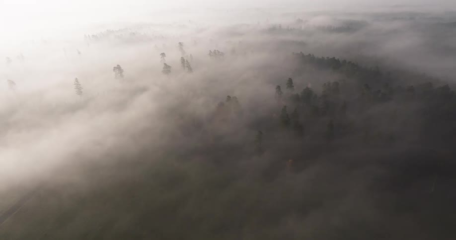 A high view of a vast forest shows the tops of many pine trees rising above a thick layer of white fog as morning light creates a soft atmosphere across the natural landscape