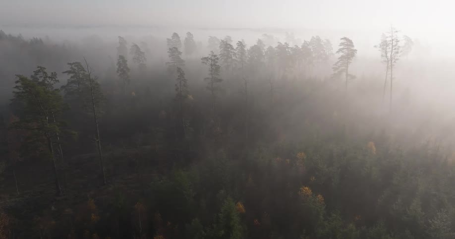 A forest filled with trees and a foggy atmosphere at sunset