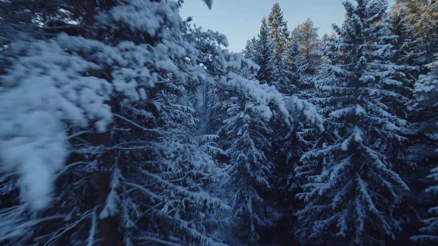 Snow covered trees in a forest under a cloudy sky