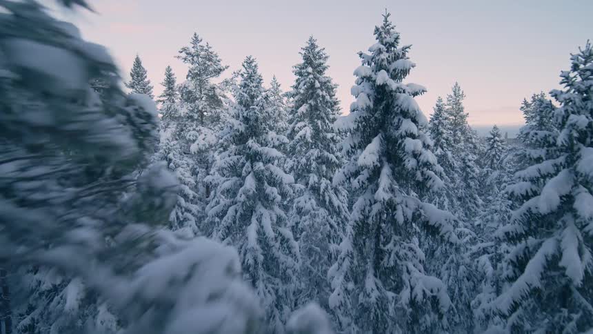 Snow covered trees in a forest under a cloudy sky