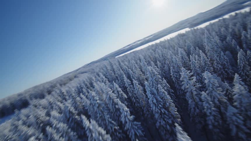 A high view from a moving drone shows a vast forest of pine trees covered in thick white snow under a clear blue sky on a bright winter day