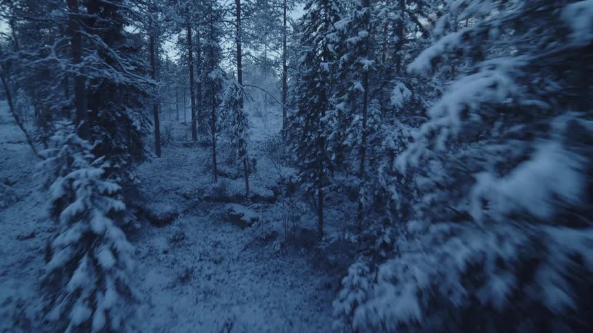 A view of trees covered in snow in a forest
