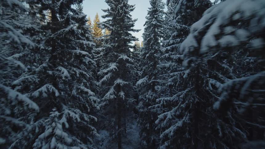 A view from a moving drone flies low through many pine trees covered in thick white snow under a clear sky on a bright winter day