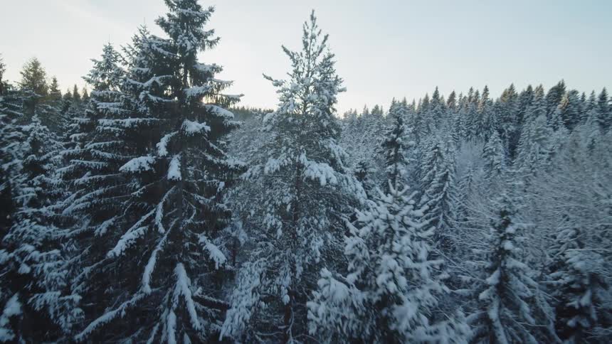 Snowcovered conifer forest on a sloping terrain under a clear sky