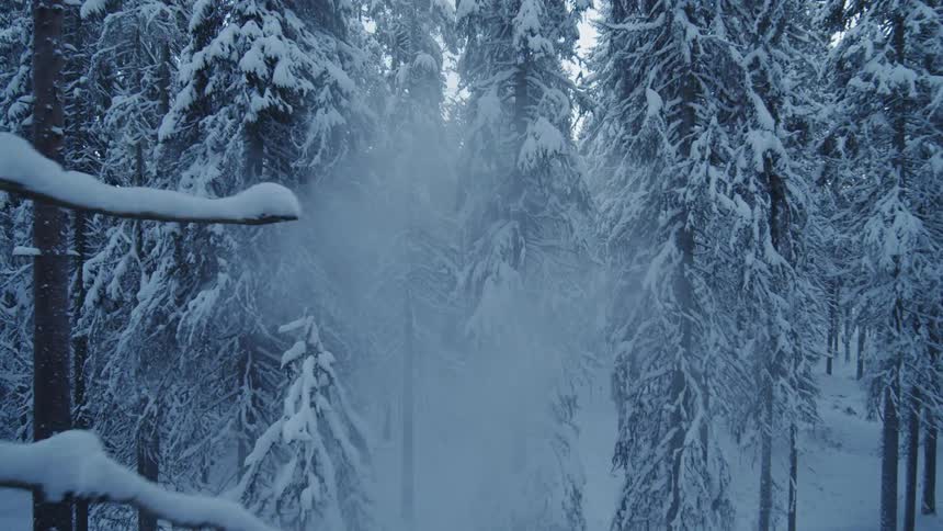 Snowcovered trees forming a natural corridor in a dense forest